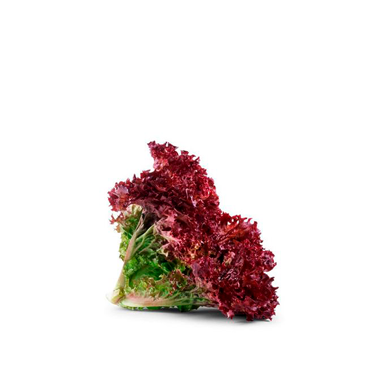 Lollo Rosso Salat
