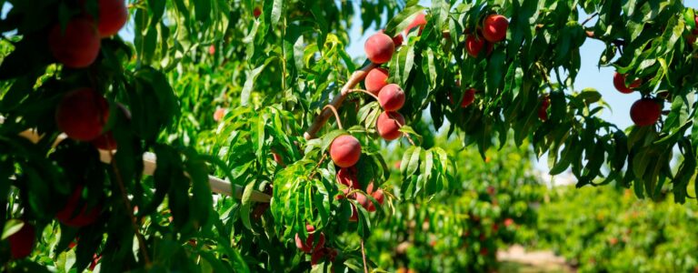 fersken-plantage-frugt.dk-den-europaeiske-hoest