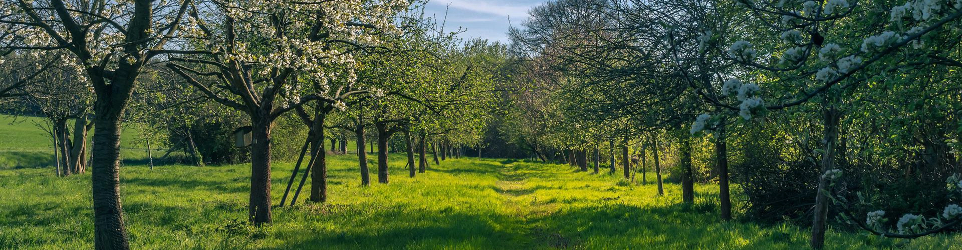 Frugtplantage - Frugt.dk's handelsbetingelser