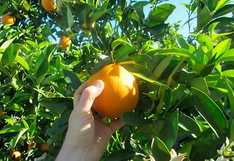 Frugt plukkes